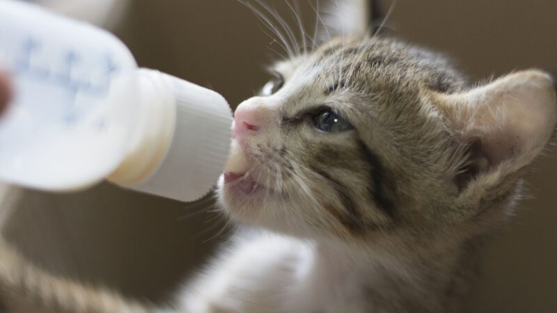 Top Grain-Free Kitten Food Benefits for Newborn Cats