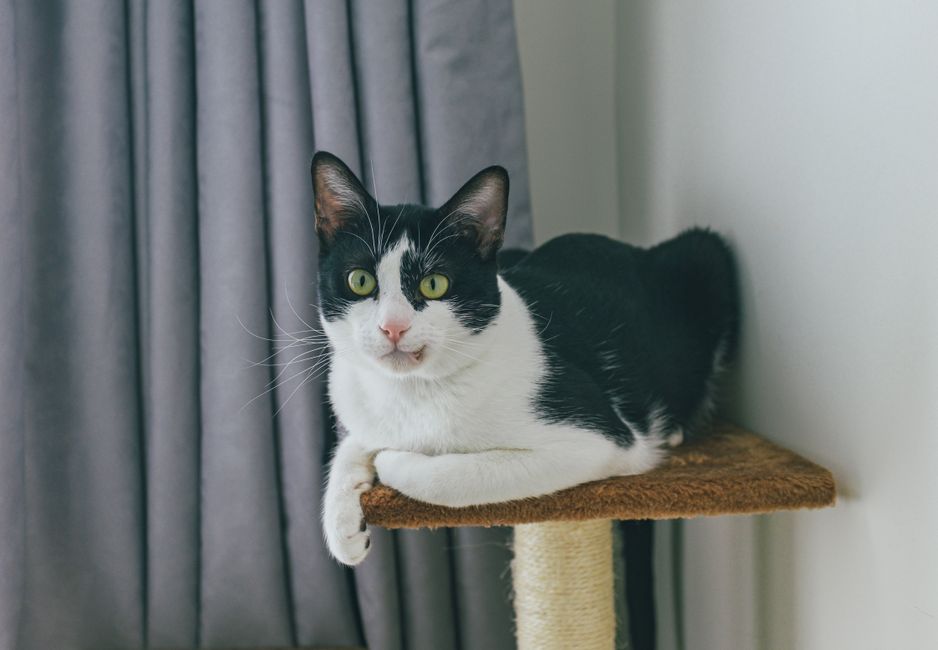How to Train Your Cat to Use a Scratching Post