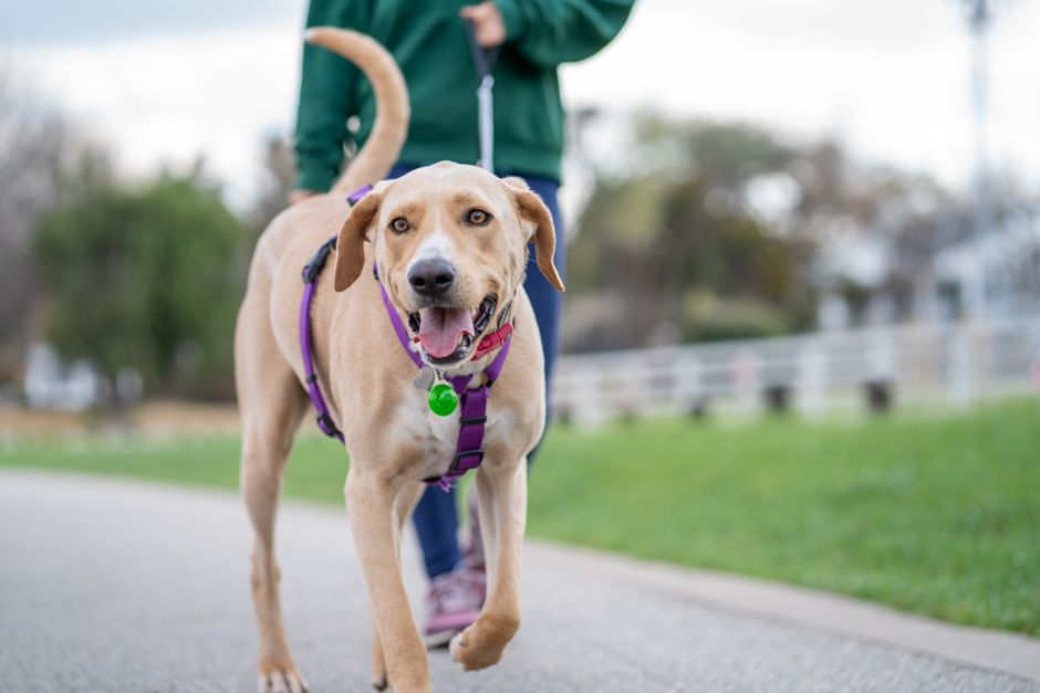 Best Leashes and Collars for Daily Walks