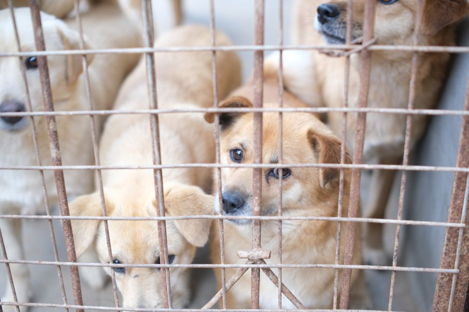 How to Adopt a Rescue Dog