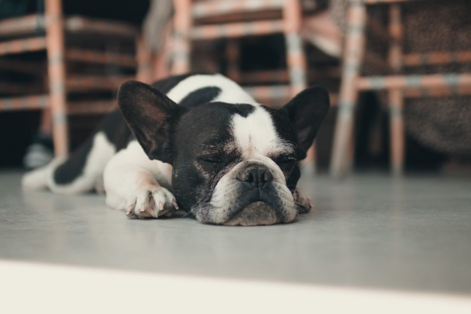 Best Small Pets for Apartments