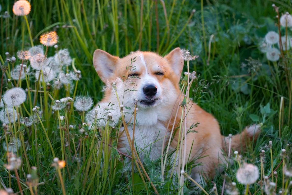How to Recognize Allergies in Pets