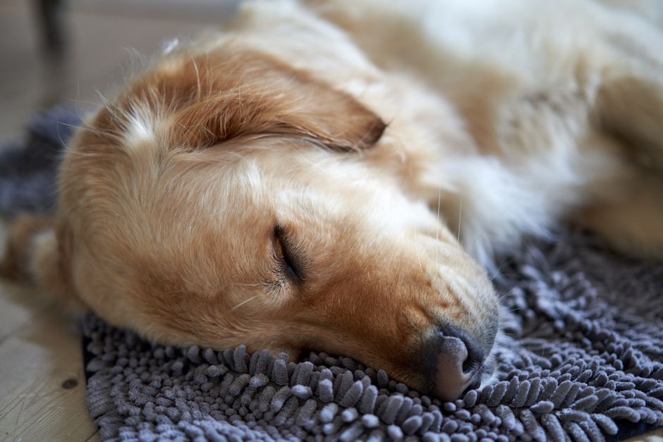 Best Dog Beds for Better Sleep