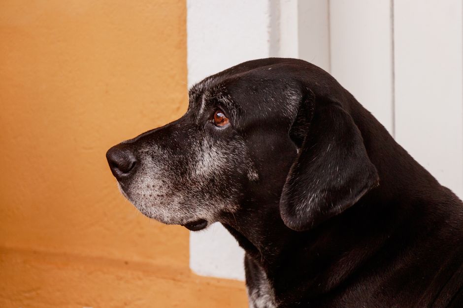 Best Supplements for Senior Dogs