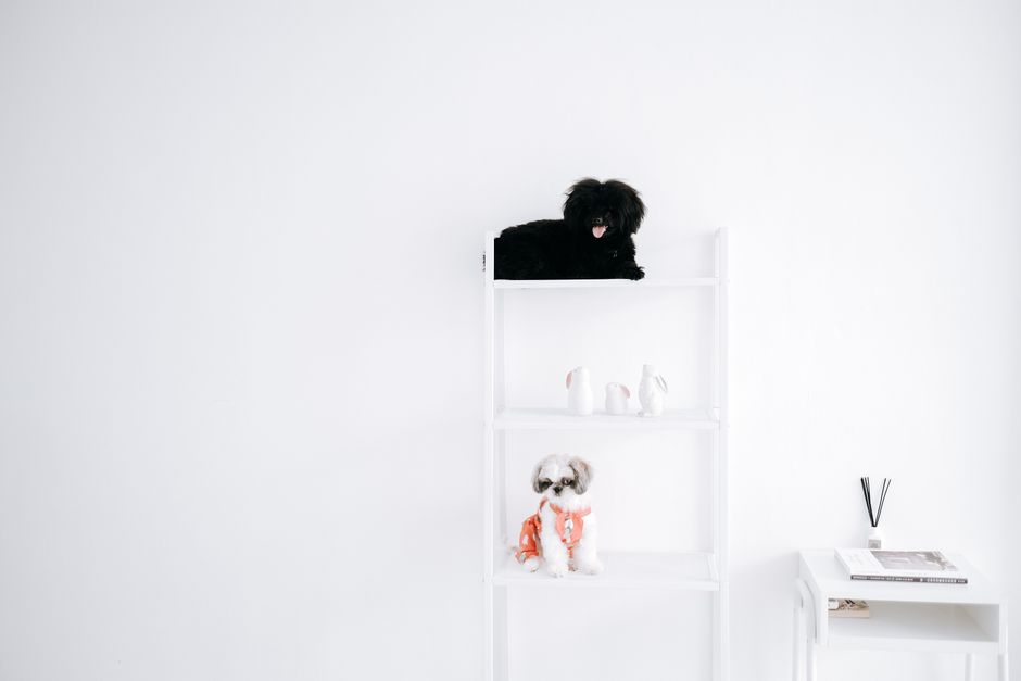 How to Organize Pet Supplies in Small Spaces