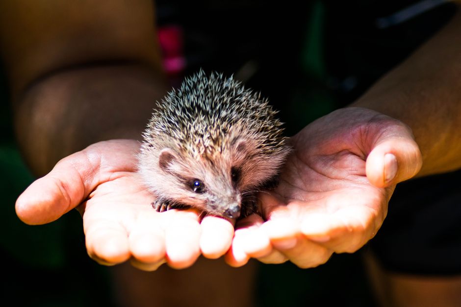 How to Care for a Hedgehog