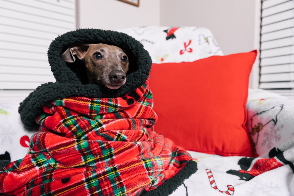 How to Keep Small Pets Warm in Winter