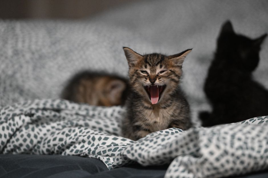 Best Cat Beds for Cozy Naps
