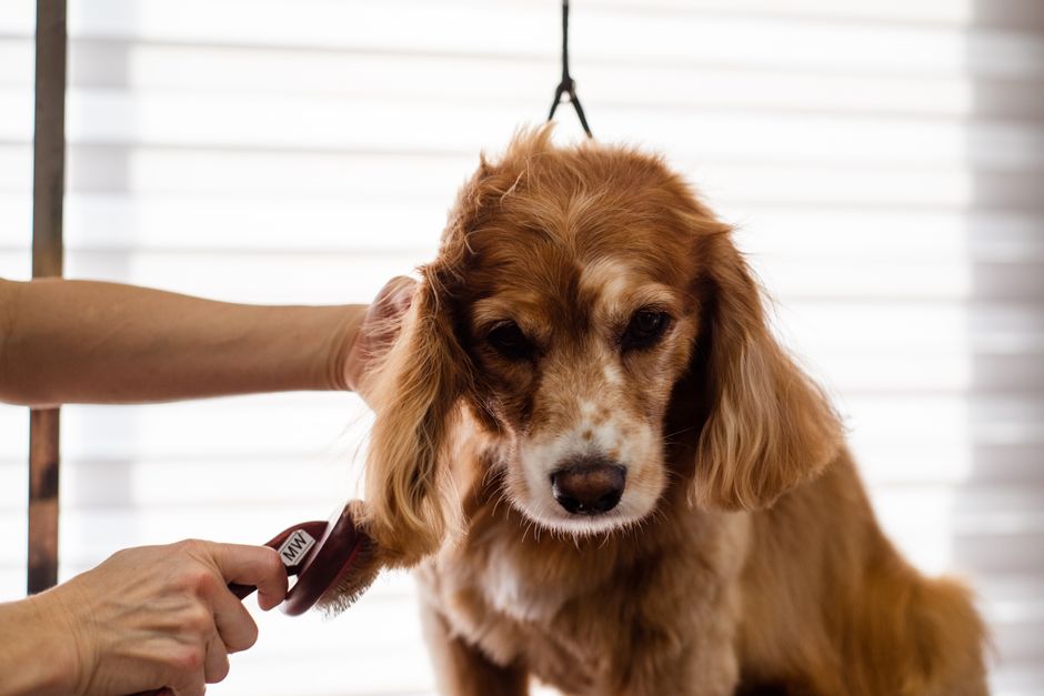 How to Keep Your Pet