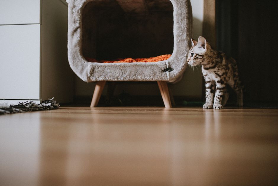 How to Create a Cozy Pet Corner at Home