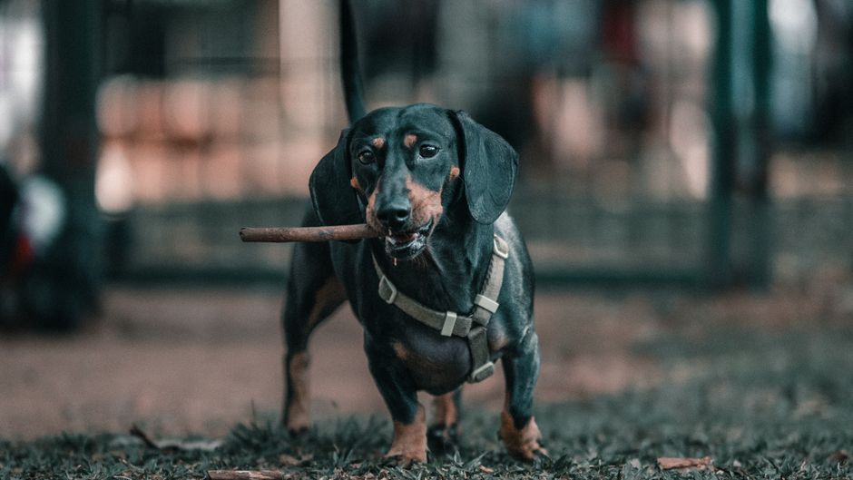 Best Dog Foods for Small Breeds