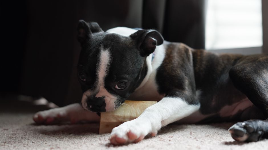 How to Stop Your Dog From Chewing Furniture