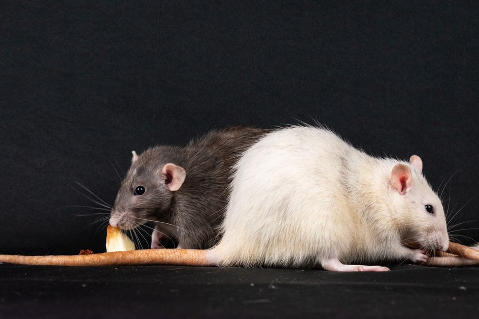 How to Care for a Rat as a Pet