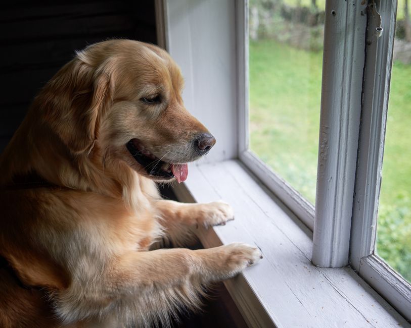 How to Handle Separation Anxiety in Dogs