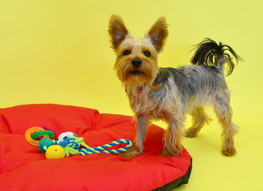 Best Storage Ideas for Pet Toys