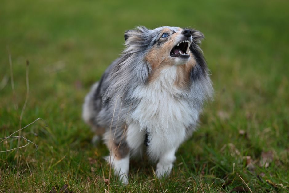 How to Stop Your Dog From Barking Excessively