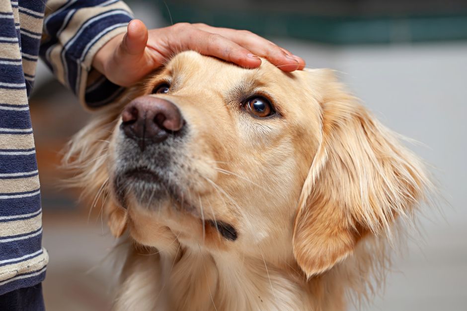How to Fly With a Pet Safely