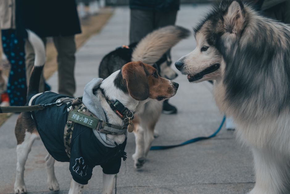 How to Socialize a Shy Dog