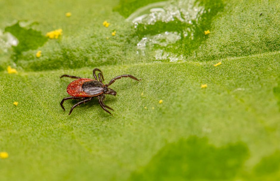 How to Prevent Fleas and Ticks Naturally