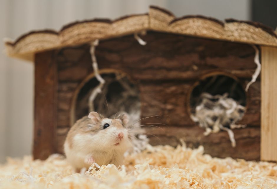 How to Care for a Hamster