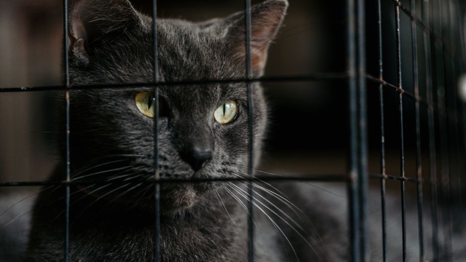 How to Adopt a Rescue Cat