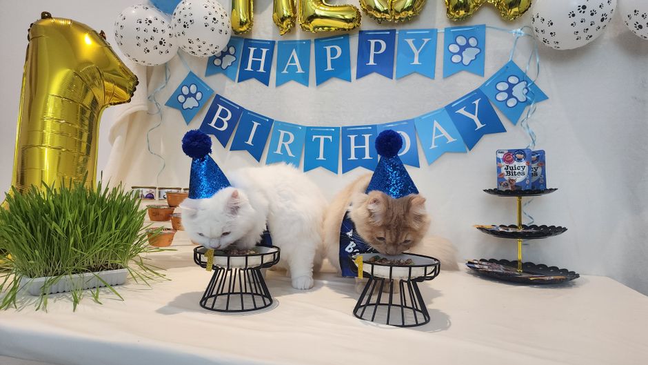 How to Celebrate Your Pet