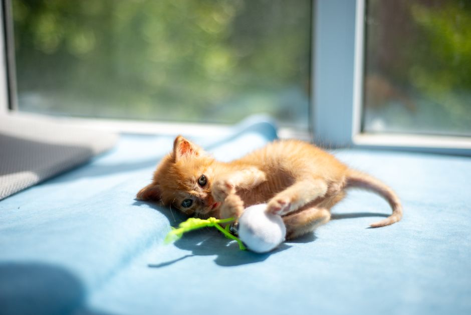 How to Raise a Happy Indoor Cat