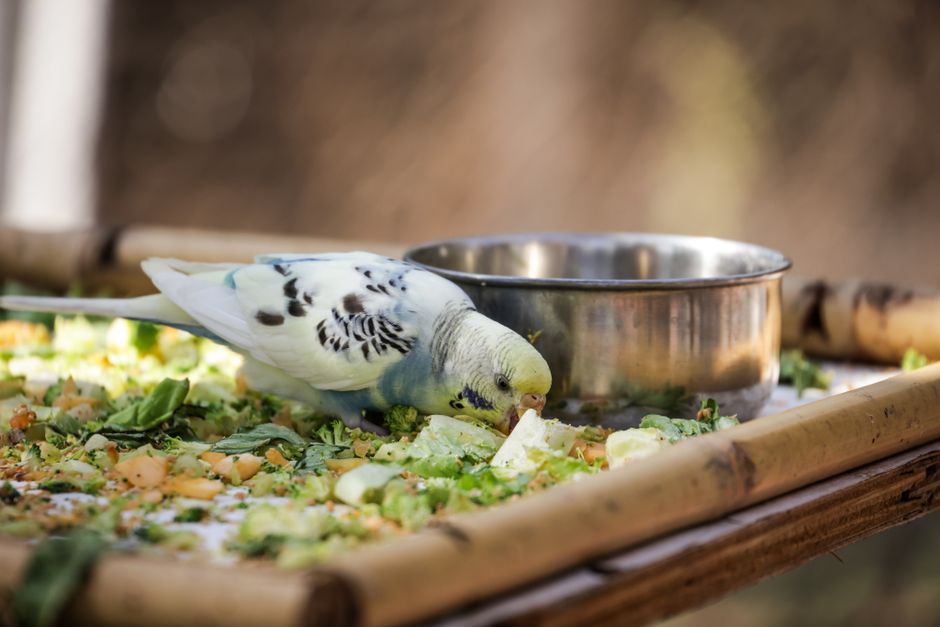 How to Keep Small Pets Healthy and Happy