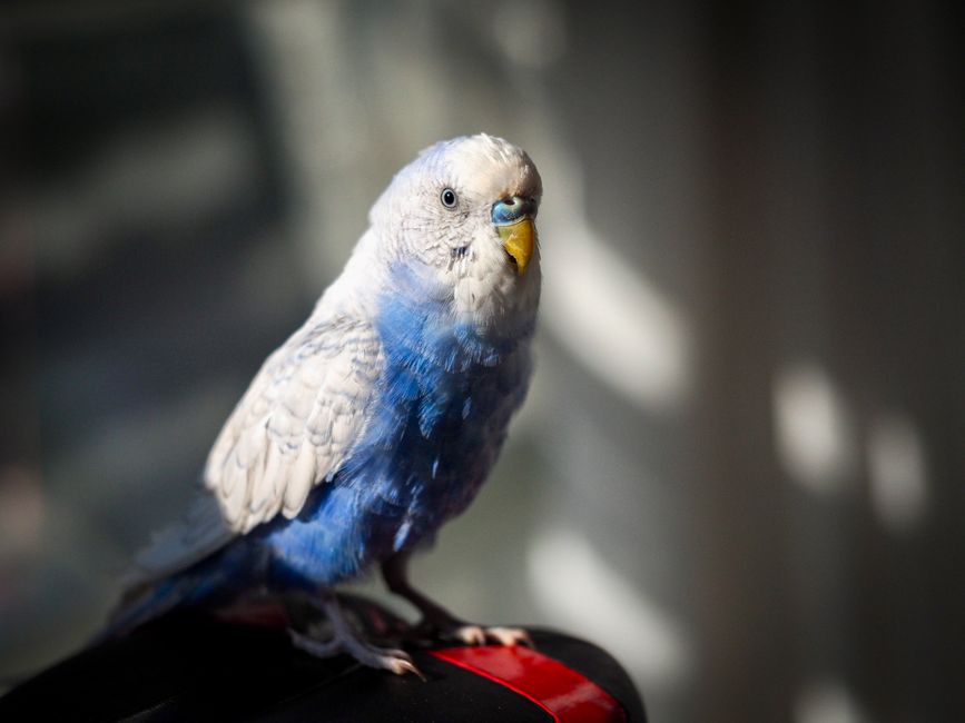 How to Care for a Parakeet