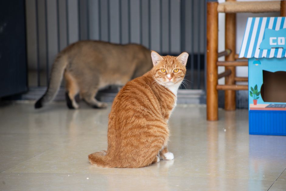 How to Understand Cat Body Language