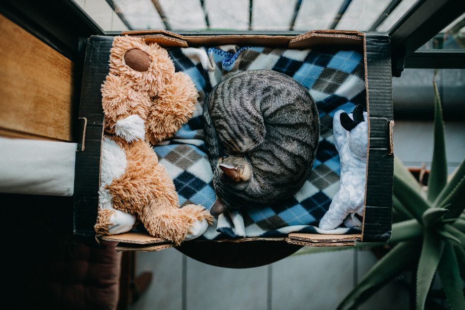 How to Make a DIY Pet Toy Box