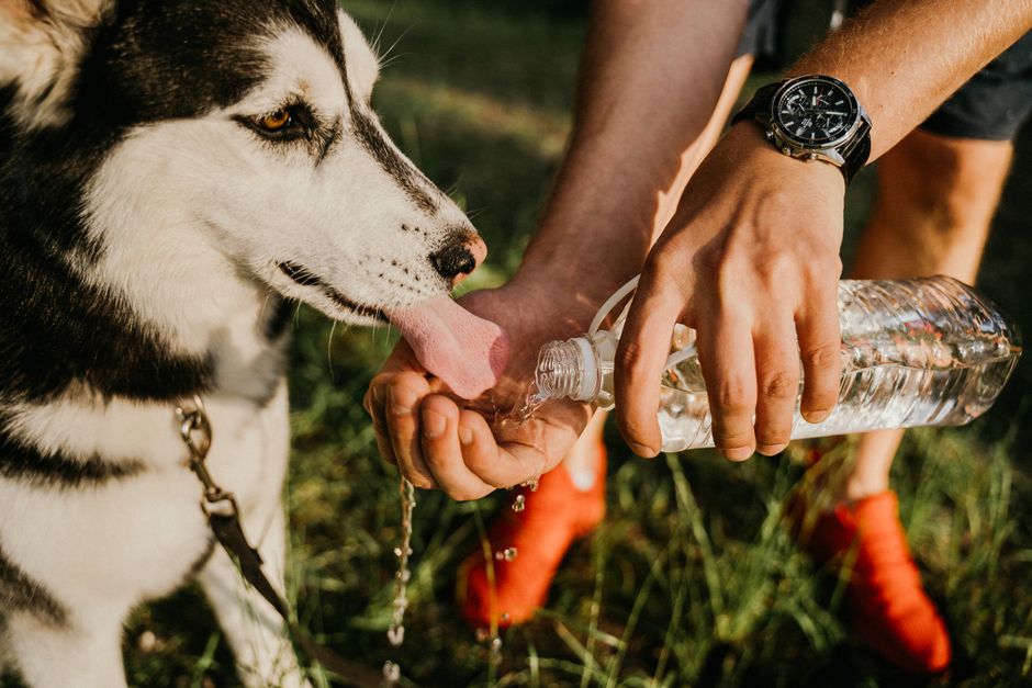 How to Keep Your Pet Hydrated