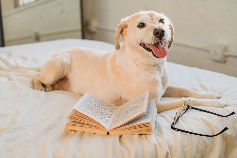 Best Pet-Friendly Hotels and Destinations