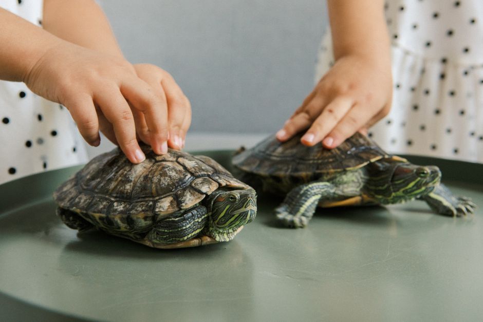 How to Care for a Turtle