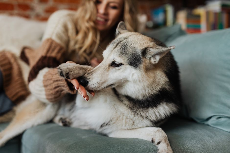 How to Keep Your Home Smelling Fresh With Pets