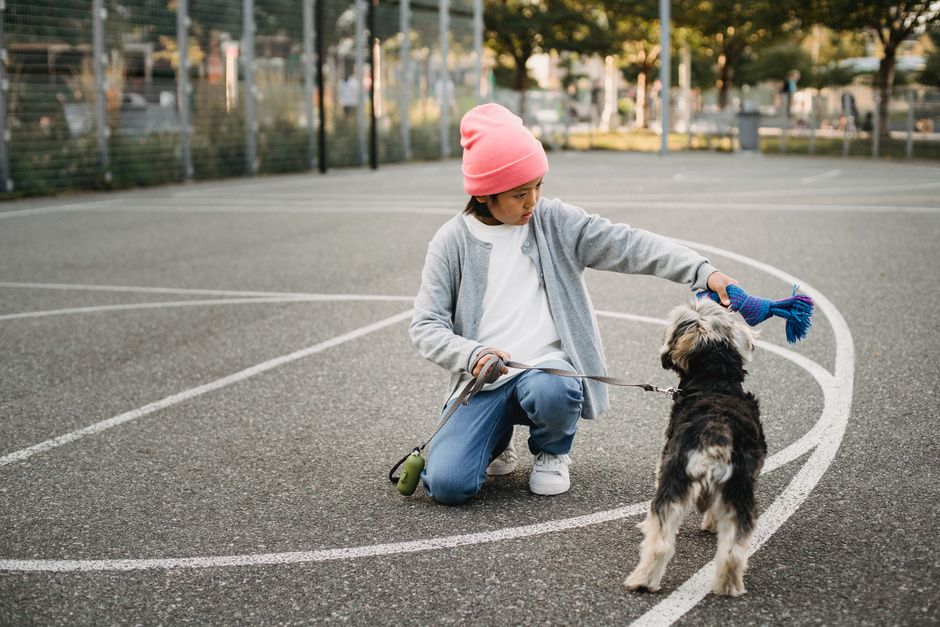 How to Teach Your Dog Basic Commands
