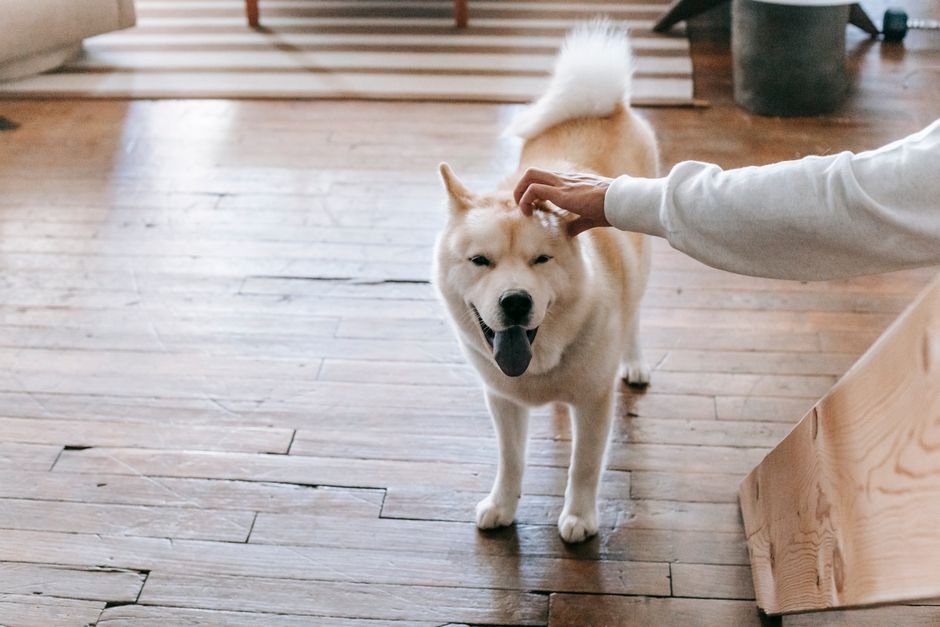 Best Flooring for Pet Owners