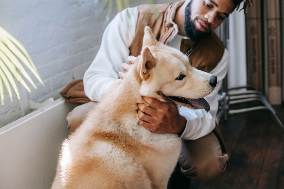 Best Pet Insurance Tips for Beginners