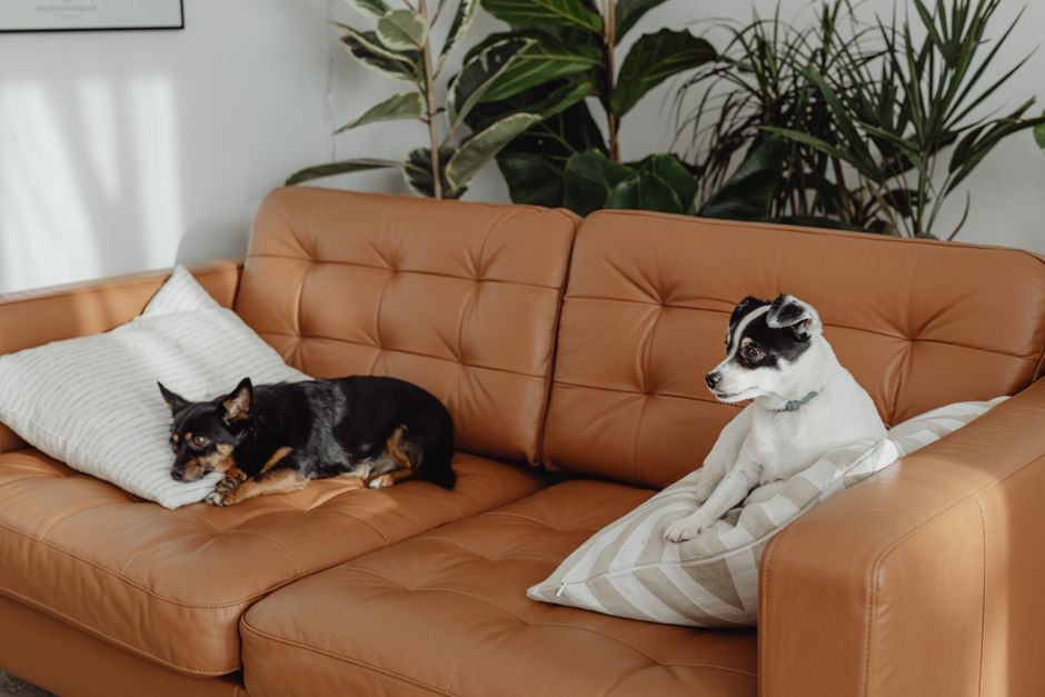 Best Pet-Friendly Plants for Your Home