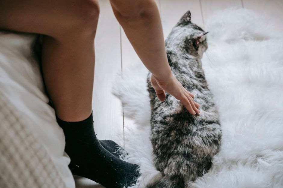Best Healthy Treats for Cats