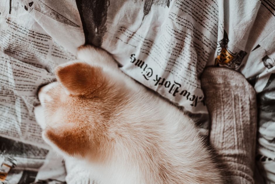 Best Pet Beds That Match Your Decor