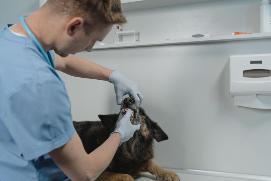 How to Care for Your Pet