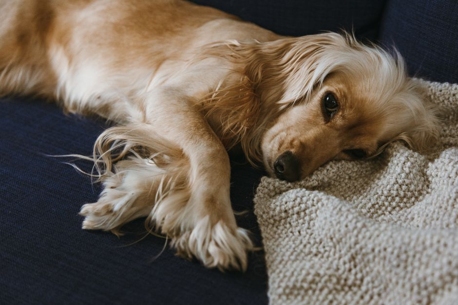 Best Sofas for Homes With Pets