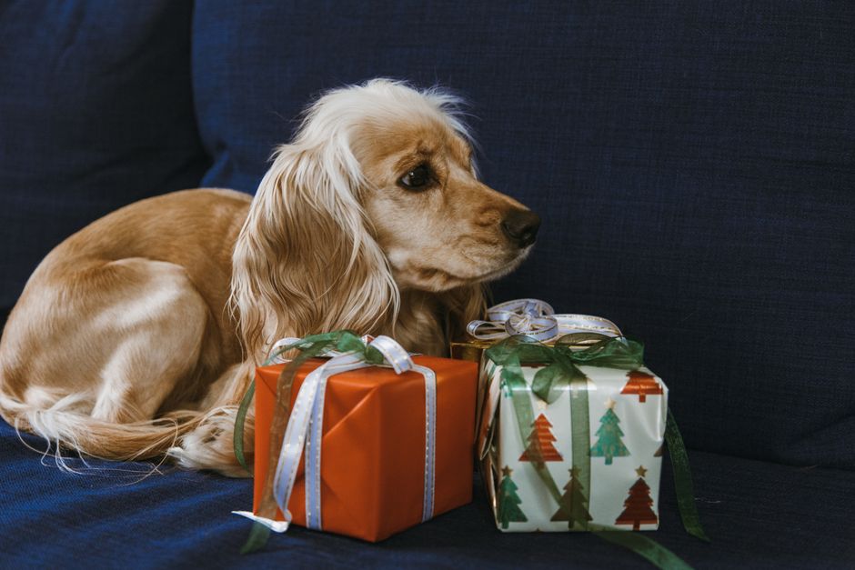 Best Gifts for Pet Lovers