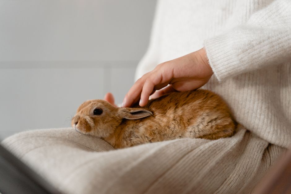 How to Care for a Rabbit Indoors