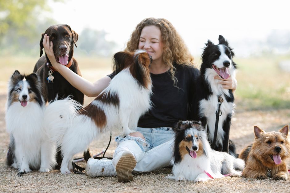 Best Dog Breeds for First-Time Owners