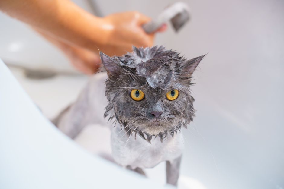 How to Deal With Hairballs