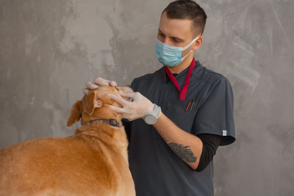 How to Choose the Right Vet for Your Pet