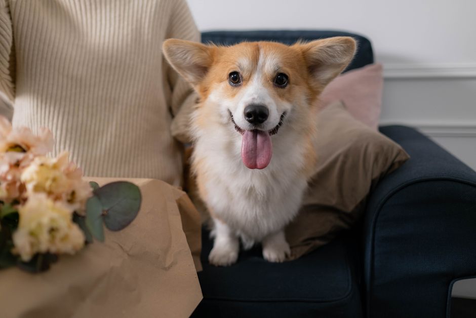 Best Air Purifiers for Pet Odors