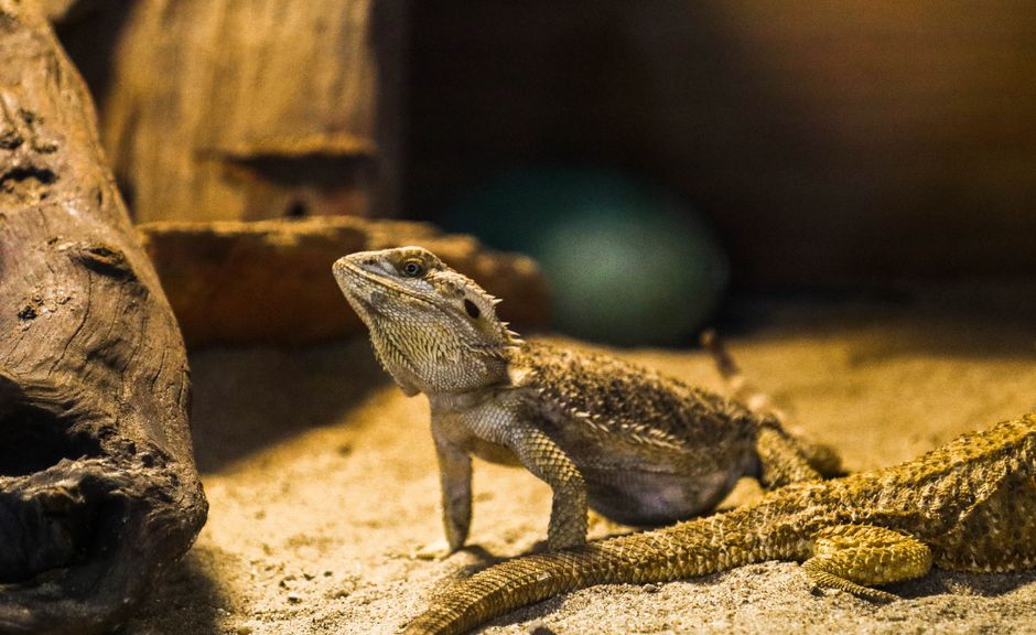 How to Set Up a Reptile Terrarium
